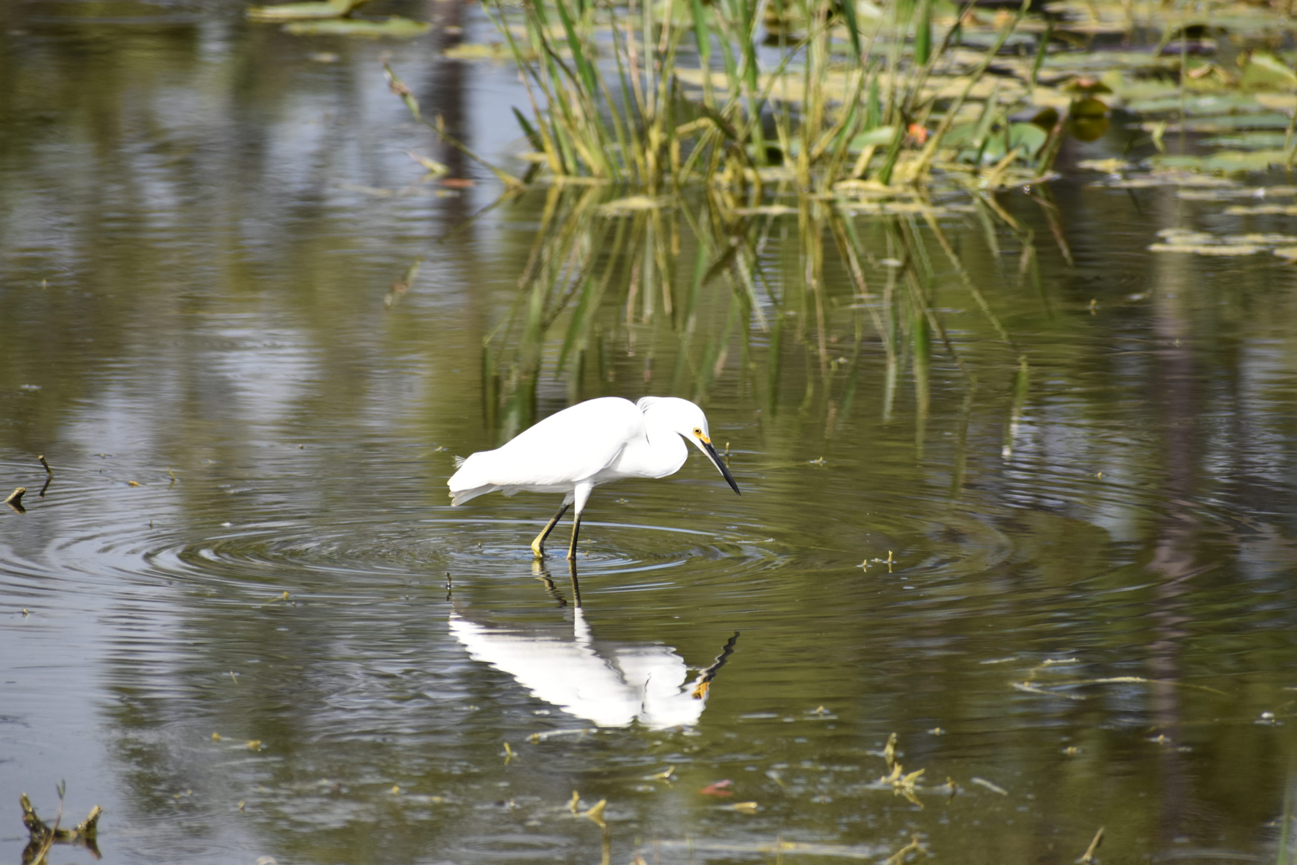 Ibis on the water